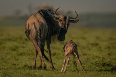 Mavi antiloplar yeni doğan buzağıya dönüşüyor