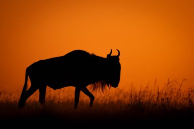 Mavi antilop şafakta ufuk çizgisinde yürüyor.