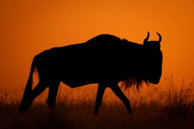 Mavi antilop ufukta güneşin önünden geçiyor.