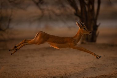 Genç erkek Impala kumlu araziden atlıyor.