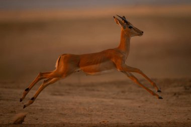 Genç erkek Impala kumlu zeminde zıplar