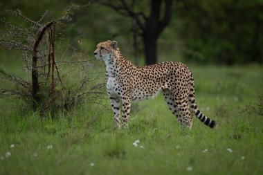 Dişi çita çimenli ovaları tarıyor.