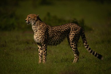 Female cheetah stands on plain near bushes