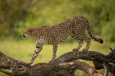 Dişi çita profilde günlük boyunca yürür
