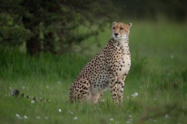 Dişi çita meydanda otururken kafasını çeviriyor.