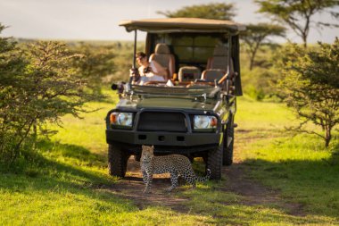 Cipin önünde duran dişi leopar.