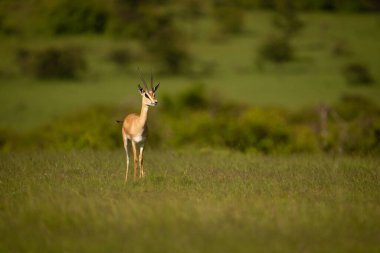Grant ceylanı çayırda kamerayı seyrediyor.