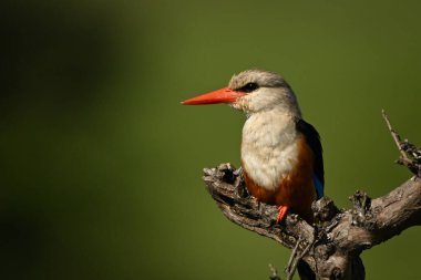 Kır Saçlı Balıkçı Yakalayıcı ışıkla profil oluşturdu