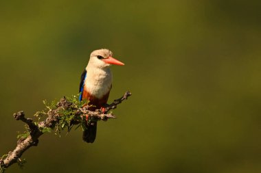 Gri başlı balıkçı, çalıların üzerinde kamerayı seyrediyor.