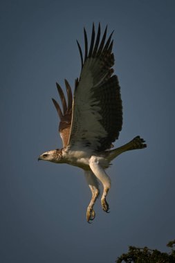 Genç savaş kartalı ağacın üzerinden uçuyor.