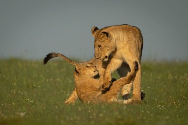 Dişi aslan otlakta yavrusuyla oynuyor.