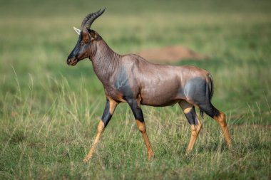 Erkek topi gün ışığında çimlerin üzerinde yürür