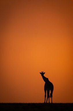 Masai zürafa silueti ufukta gün batımında