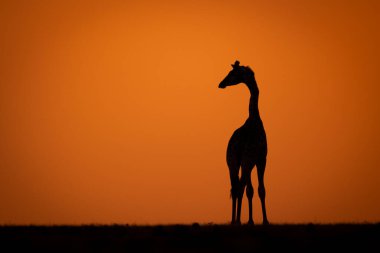 Masai zürafa silueti gün batımında ufukta belirdi.