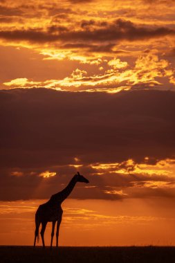Günbatımında gökyüzünde duran Masai zürafası