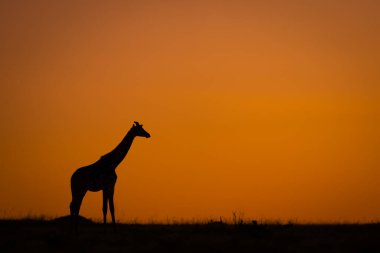 Masai zürafası gökyüzünde boy gösteriyor