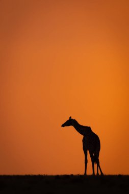 Masai zürafası gün batımında gökyüzüne döner.