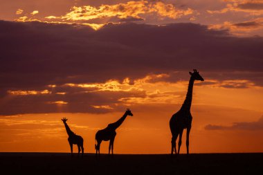 Masai zürafaları gün batımında ufukta belirir.