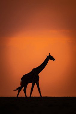 Masai zürafası gün batımında ufuk çizgisinde yürüyor.