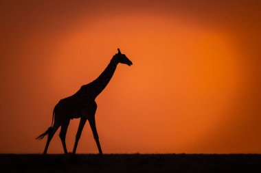 Gün batımında ufukta yürüyen Masai zürafası.
