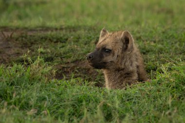 Mağaradan dışarı bakan benekli sırtlan yavrusu