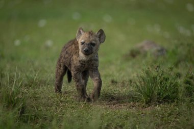 Benekli sırtlan yavrusu çimlerin üzerinden kameraya yaklaşıyor.