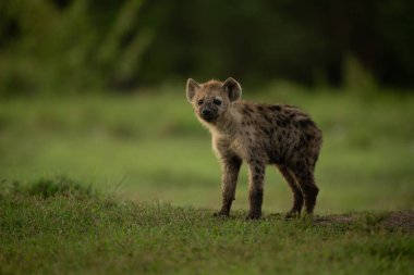 Benekli sırtlan yavrusu kısa otların üzerinde duruyor.