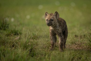 Benekli sırtlan yavrusu kameraya doğru bakıyor.