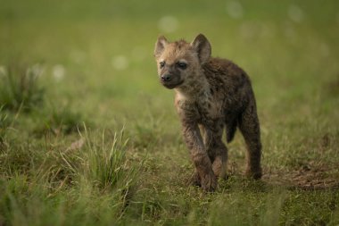 Benekli sırtlan yavrusu bacak bacak üstüne atıyor.