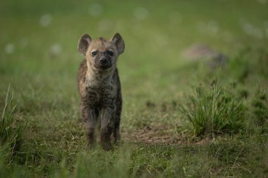 Benekli sırtlan yavrusu burnunu kaldırıyor.
