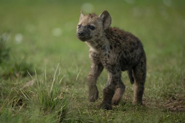 Benekli sırtlan yavrusu ayağa kalktı.