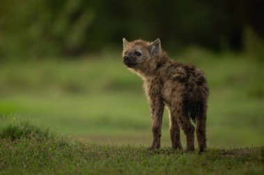Benekli sırtlan yavrusu omzunun üstünden bakıyor.