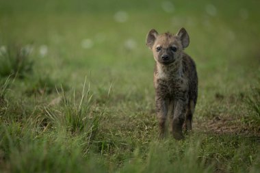 Benekli sırtlan yavrusu kameraya bakıyor.