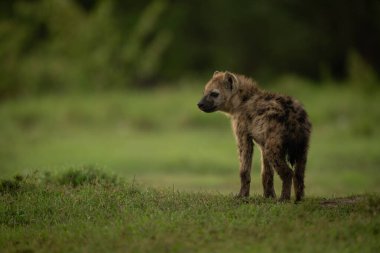 Benekli sırtlan yavrusu çimenli sırtta duruyor