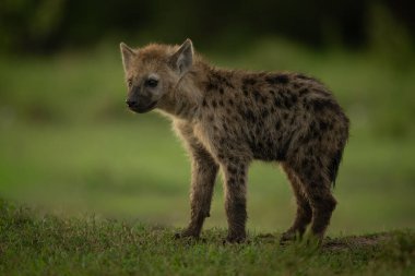 Benekli sırtlan yavrusu çimenli kıyıda duruyor.