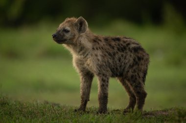 Benekli sırtlan yavrusu başını kaldırıyor.