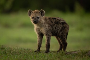 Benekli sırtlan yavrusu kameraya bakıyor.