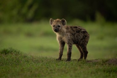 Benekli sırtlan yavrusu kısa otların üzerinde duruyor.