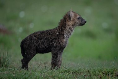 Benekli sırtlan yavrusu profilde ayağa kalkıyor.
