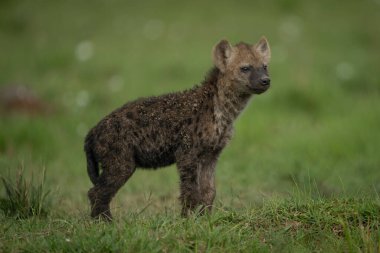 Benekli sırtlan yavrusu otlara bakıyor.