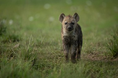 Benekli sırtlan yavrusu kameraya doğru bakıyor.