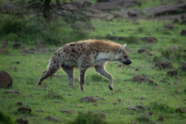 Görülen sırtlan, kayalık yamaçtan geçerken ön ayağını kaldırıyor.