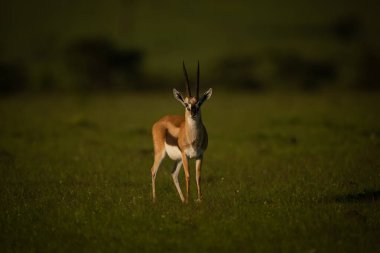 Thomson ceylanı Savannah 'a bakıyor.