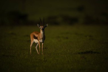 Thomson ceylanı Savana 'da kamerayı izliyor.