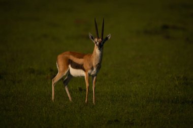 Thomson ceylanı düzlükte kamerayı izliyor.
