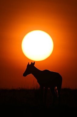 Topi yavrusu gün doğumunda ufukta duruyor.