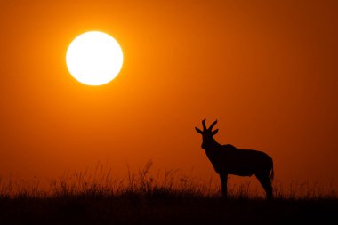 Topi ufukta güneş yükselirken ayakta duruyor.