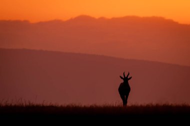Topi şafakta kameraya bakar.