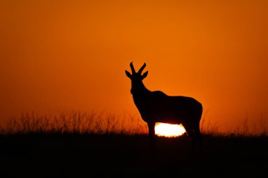 Topi güneş doğarken ufukta duruyor.