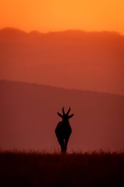 Topi gün doğumunda kameraya bakar.